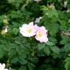 Rauhblättrige Rose Jundzilli - Rosa - Pflanze im Topf, Containerpflanze (C)