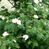 Rauhblättrige Rose Jundzilli - Rosa - Pflanze im Topf, Containerpflanze (C)