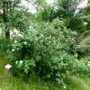 Rauhblättrige Rose Jundzilli - Rosa - Pflanze im Topf, Containerpflanze (C)