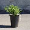 Rauhblättrige Rose Jundzilli - Rosa - Pflanze im Topf, Containerpflanze (C)