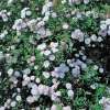Mini-Kletterrose Little Rambler (M) -  Rosa - Pflanze im Topf, Containerpflanze (C)