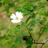 Kleinblütige Rose Micrantha - Rosa - Pflanze im Topf, Containerpflanze (C)