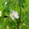 Kleinblütige Rose Micrantha - Rosa - Pflanze im Topf, Containerpflanze (C)