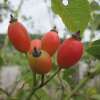 Griffelrose Stylosa - Rosa - Pflanze im Topf, Containerpflanze (C)