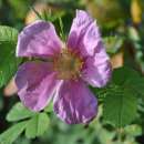Filzrose Tomentosa - Rosa - Pflanze im Topf, Containerpflanze (C)