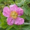 Filzrose Tomentosa - Rosa - Pflanze im Topf, Containerpflanze (C)