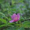 Filzrose Tomentosa - Rosa - Pflanze im Topf, Containerpflanze (C)