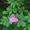 Filzrose Tomentosa - Rosa - Pflanze im Topf, Containerpflanze (C)