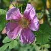 Filzrose Tomentosa - Rosa - Pflanze im Topf, Containerpflanze (C)