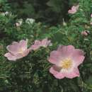 Blaue Hechtrose, Bereifte Rose Glauca - Rosa - Pflanze im Topf