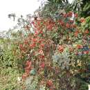 Blaue Hechtrose, Bereifte Rose Glauca - Rosa - Pflanze im Topf