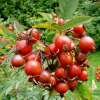 Blaue Hechtrose, Bereifte Rose Glauca - Rosa - Pflanze im Topf