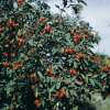 Blaue Hechtrose, Bereifte Rose Glauca - Rosa - Pflanze im Topf
