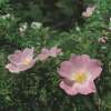 Blaue Hechtrose, Bereifte Rose Glauca - Rosa - Pflanze im Topf