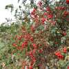 Blaue Hechtrose, Bereifte Rose Glauca - Rosa - Pflanze im Topf