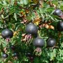 Bibernellrose Spinosissima - Rosa - Pflanze im Topf