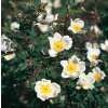 Bibernellrose Spinosissima - Rosa - Pflanze im Topf