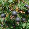 Bibernellrose Spinosissima - Rosa - Pflanze im Topf