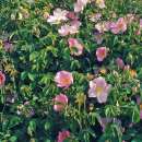 Kleinstrauchrose Gallica Rafzerfeld - Rosa - Pflanze im Topf