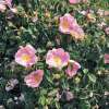 Kleinstrauchrose Gallica Rafzerfeld - Rosa - Pflanze im Topf