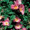 Kleinstrauchrose Gallica Rafzerfeld - Rosa - Pflanze im Topf