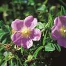 Eschen-Rose Blanda - Rosa - Pflanze im Topf