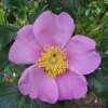Eschen-Rose Blanda - Rosa - Pflanze im Topf