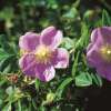 Eschen-Rose Blanda - Rosa - Pflanze im Topf