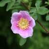 Mairose, Zimtrose Majalis -  Rosa - Pflanze im Topf
