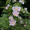 Mairose, Zimtrose Majalis -  Rosa - Pflanze im Topf