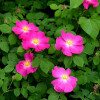 Essigrose Gallica - Rosa - Pflanze im Topf