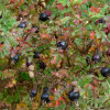 Essigrose Gallica - Rosa - Pflanze im Topf