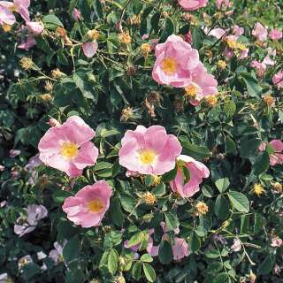 Kleinstrauchrose Gallica Rafzerfeld - Rosa - Pflanze...