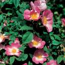 Kleinstrauchrose Gallica Rafzerfeld - Rosa - Pflanze Containerpflanze (C)