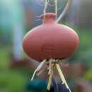 Cocon pour perce-oreilles en terracotta