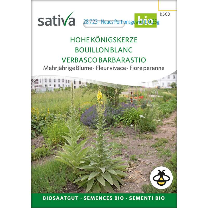 Königskerze - Verbascum phlomoides - BIOSAMEN