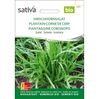 Hirschhornsalat, Herba Stella, Hirschhornwegerich - Plantago coronopus  - BIOSAMEN