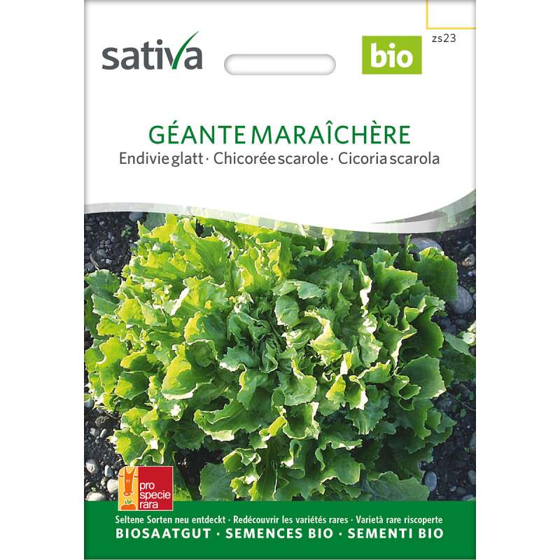 Endivie Géante Maraichière - Cichorium endivia - BIOSAMEN