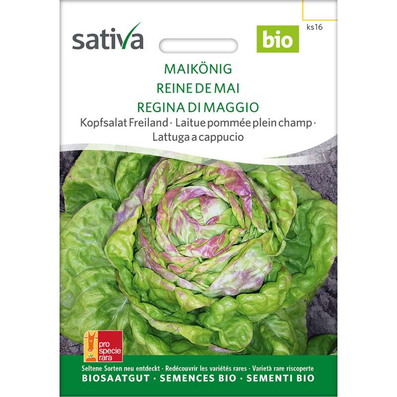 Kopfsalat Freiland Maikönig - Lactuca sativa - BIOSAMEN