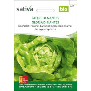 Kopfsalat Freiland Gloire de Nantes - Lactuca sativa - BIOSAMEN