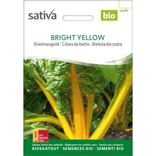 Krautstiel, Stielmangold Bright Yellow - Beta vulgaris var. flavescens - BIOSAMEN