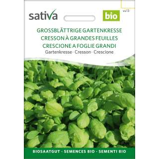 Kresse, Gartenkresse, grossblättrige - Lepidium sativus  - BIOSAMEN