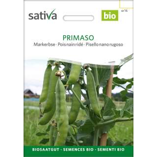 Markerbse Primaso - Pisum sativum  - BIOSAMEN