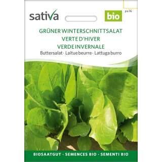 Pflücksalat , Winterschnittsalat, grüner -...