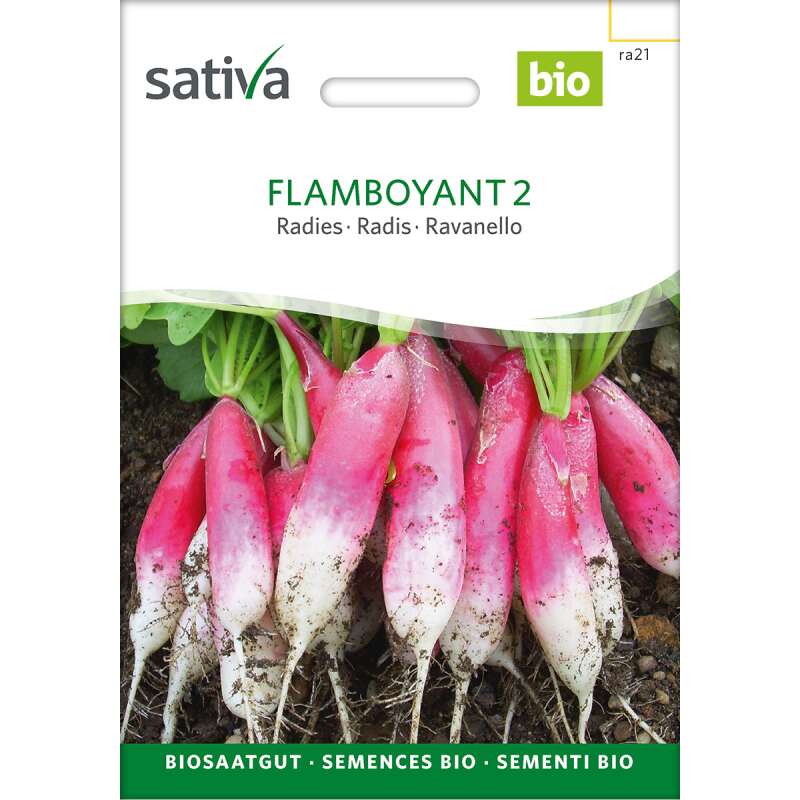 Radies Flamboyant 2 - Raphanus sativus - BIOSAMEN