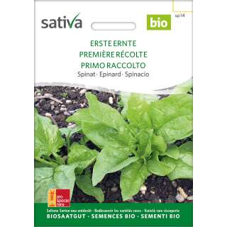 Spinat Erste Ernte - Spinacia oleracea - BIOSAMEN