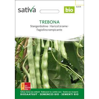 Stangenbohne Trebona - Phaseolus vulgaris - BIOSAMEN