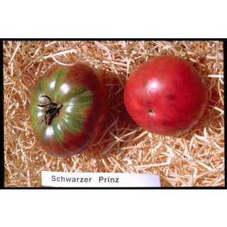 Tomate Schwarzer Prinz - Lycopersicon esculentum -...