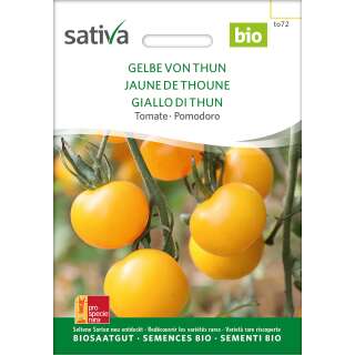 Tomate Gelbe von Thun - Lycopersicon esculentum - BIOSAMEN