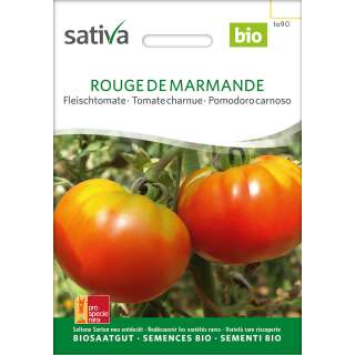 Tomate Rouge de Marmande - Lycopersicon esculentum -...